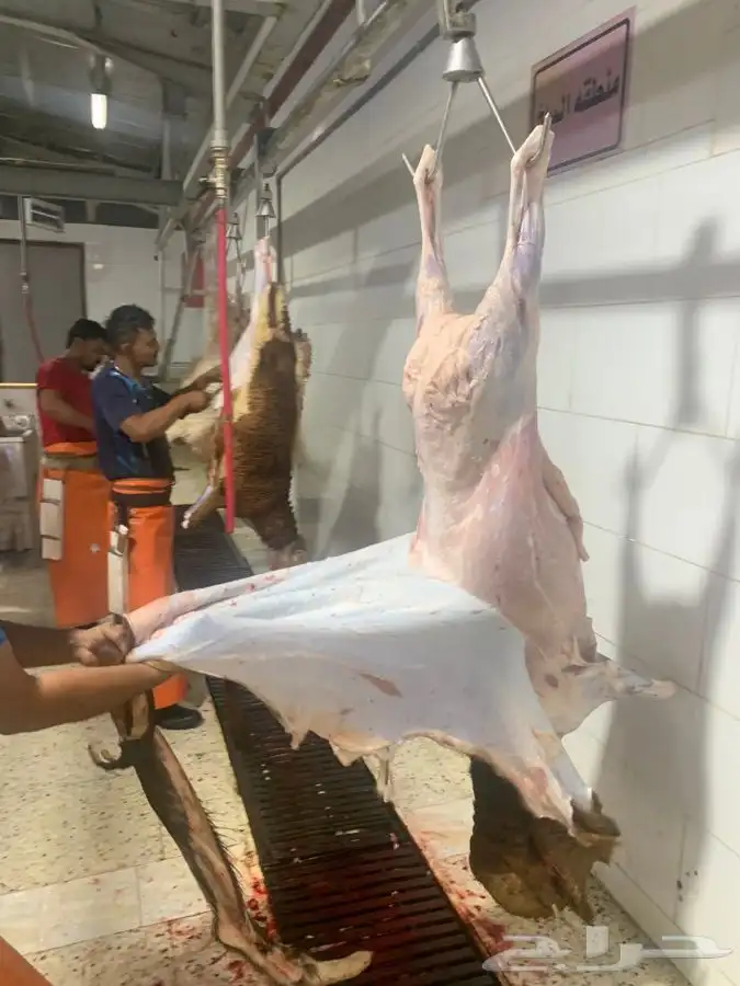 ذبايح جزله وطيبه ونظيفه وفاخر من الاخر 16