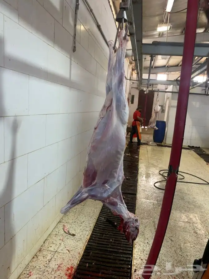 ذبايح جزله وطيبه ونظيفه وفاخر من الاخر 6