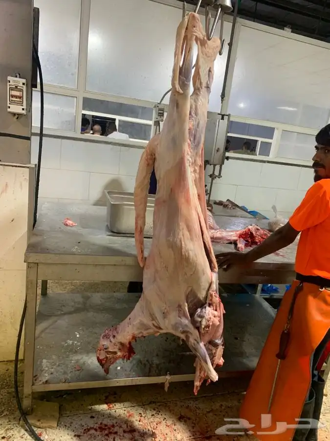 ذبايح جزله وطيبه ونظيفه وفاخر من الاخر 9