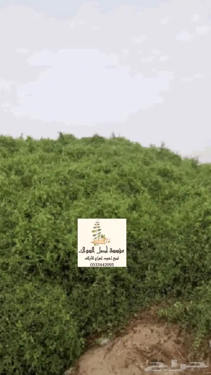 سواك ابو حنش الحار يصلك اينما كنت 5