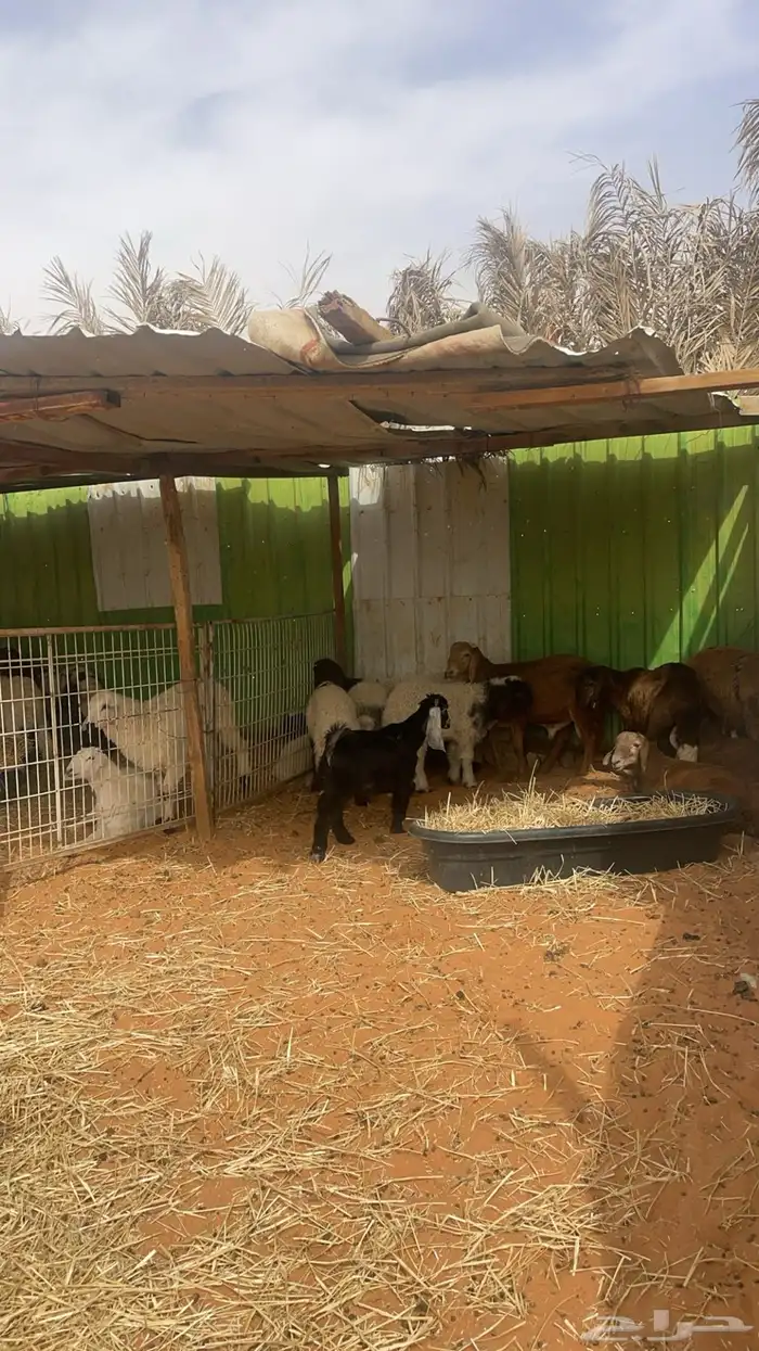 حري ونعيم تيوس سواكني شي فاخر 19