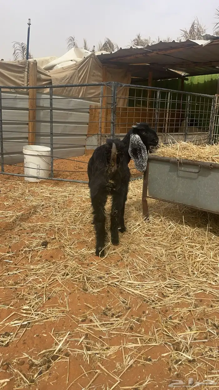 حري ونعيم تيوس سواكني شي فاخر 20