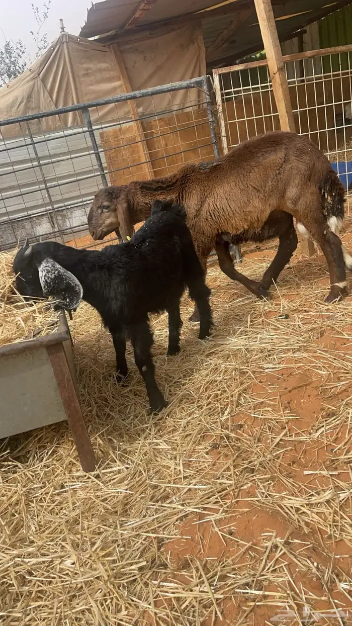 حري ونعيم تيوس سواكني شي فاخر 17