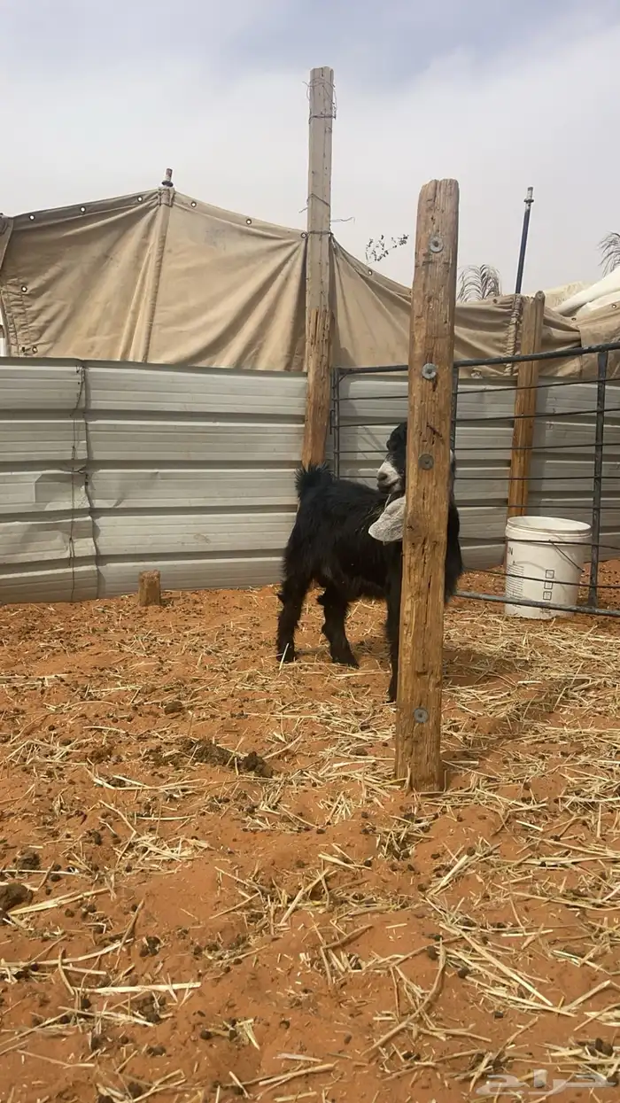 حري ونعيم تيوس سواكني شي فاخر 22