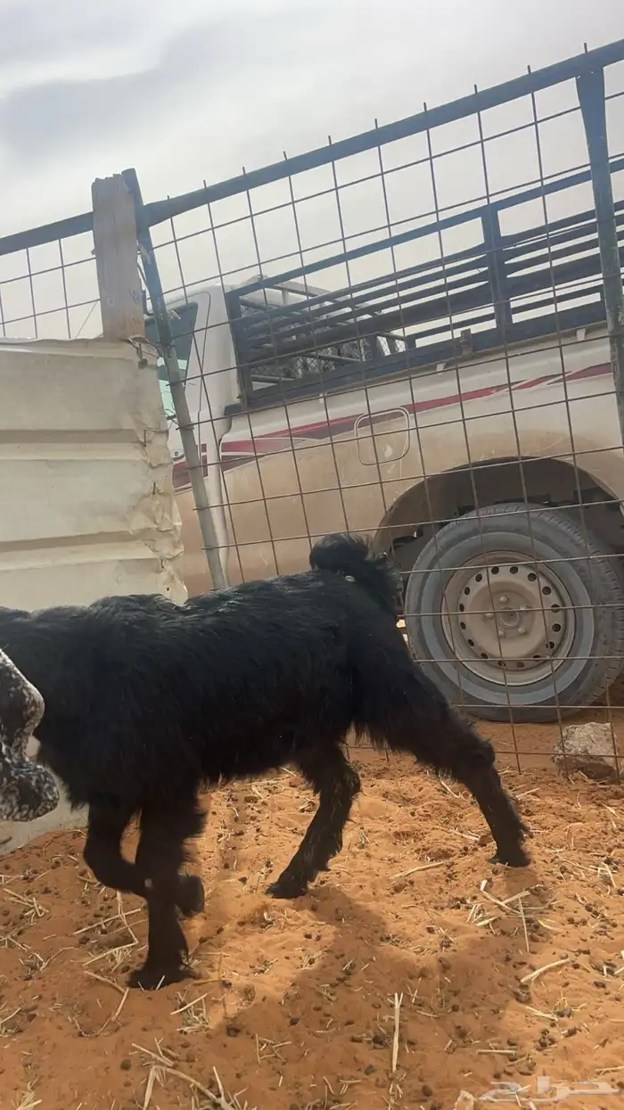 حري ونعيم تيوس سواكني شي فاخر 21