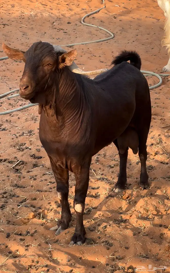 فحل ادهم ادبس جنوبي فاخر - المزاحمية- 0