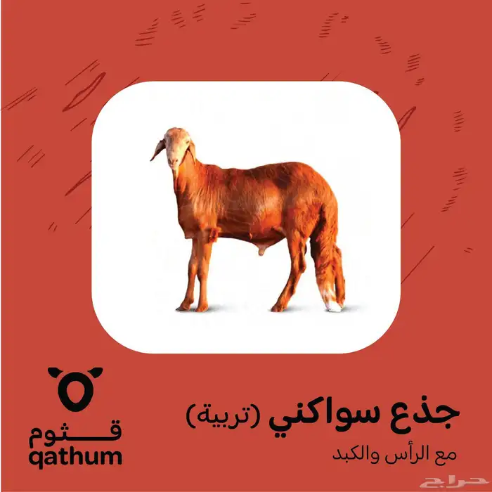 لحوم ذبائح نعيمي وتيوس وسواكني لباني وجذع 1