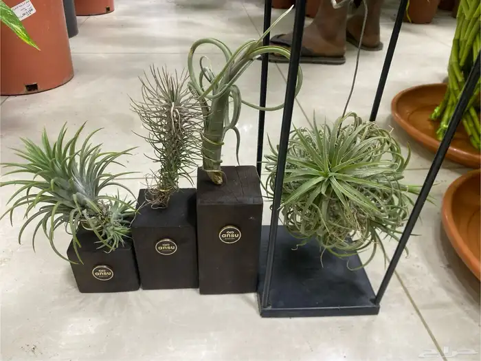 اشجار داخلية للبيع 85