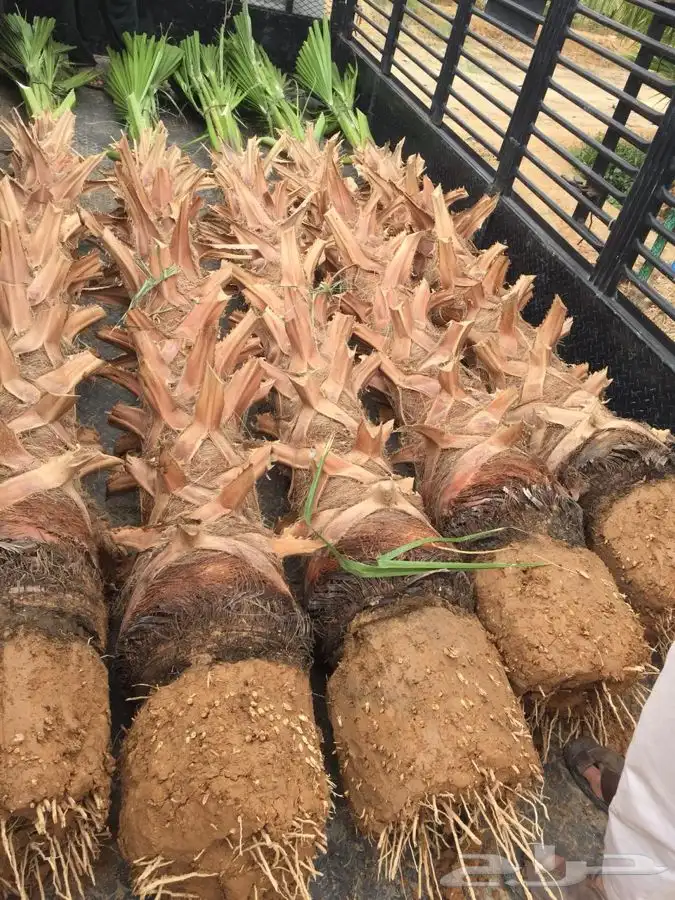 نخل واشنطني زينه 15