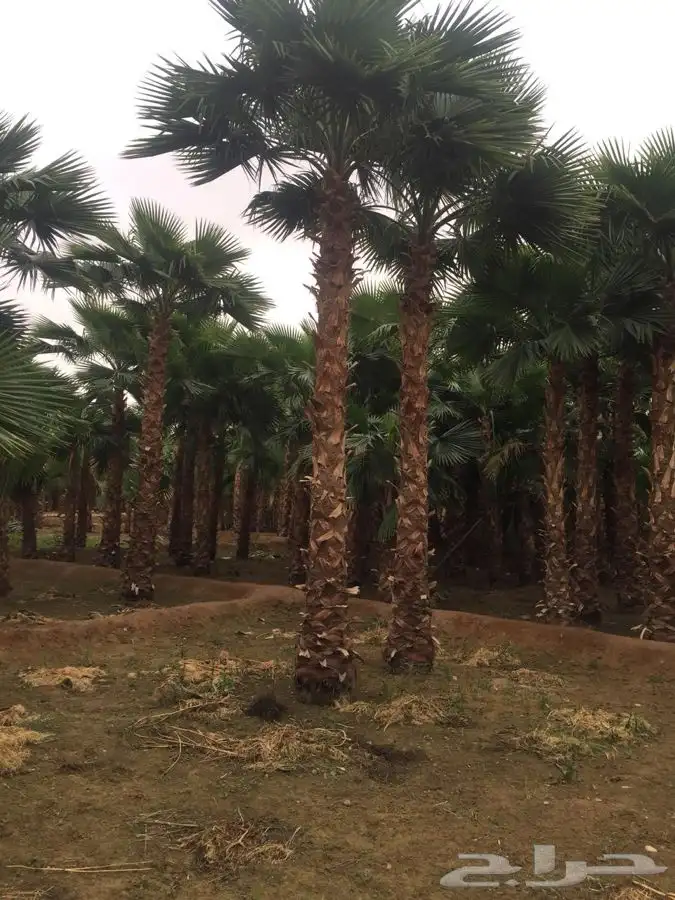 نخل واشنطني زينه 4