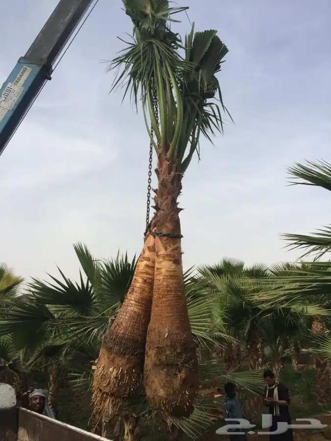 نخل واشنطني زينه 12