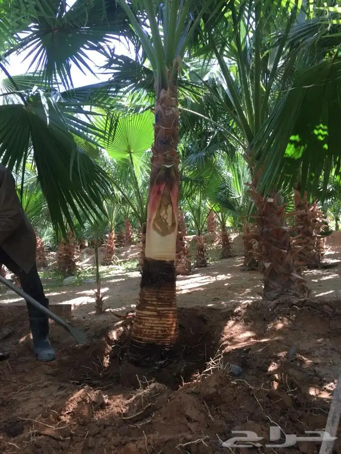 نخل واشنطني زينه 16