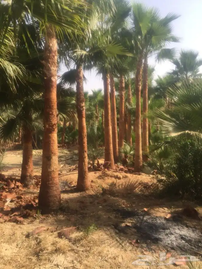 نخل واشنطني زينه 2