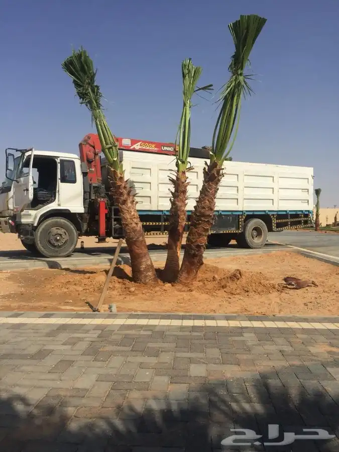 نخل واشنطني زينه 7