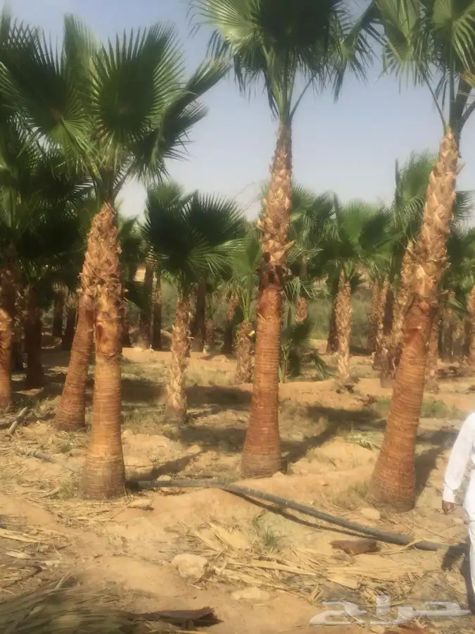 نخل واشنطني زينه 1