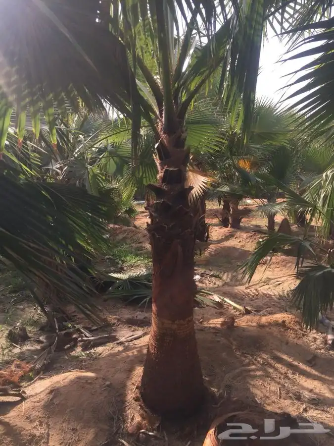 نخل واشنطني زينه 6