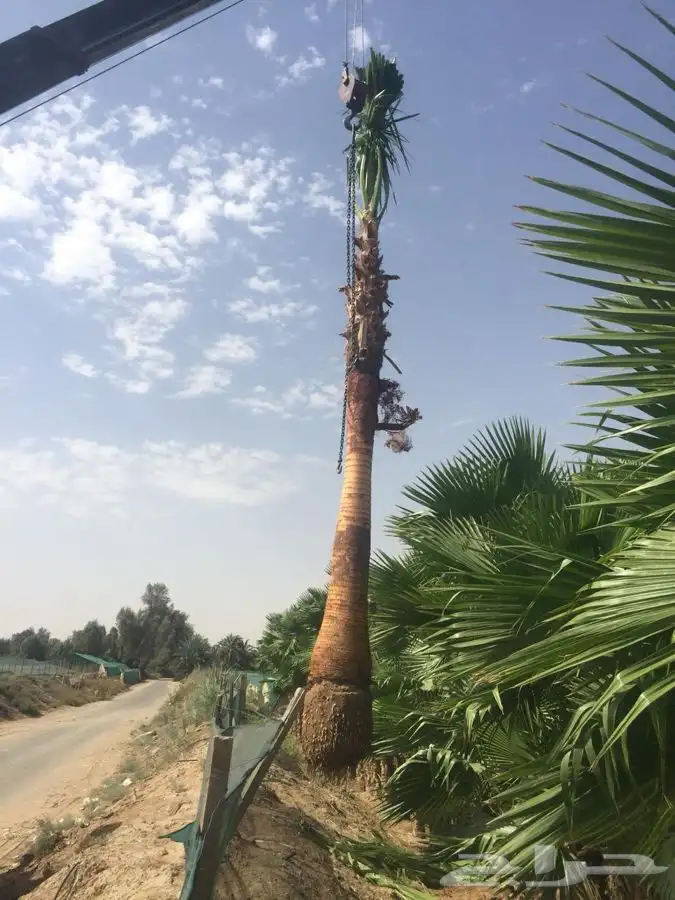 نخل واشنطني زينه 8