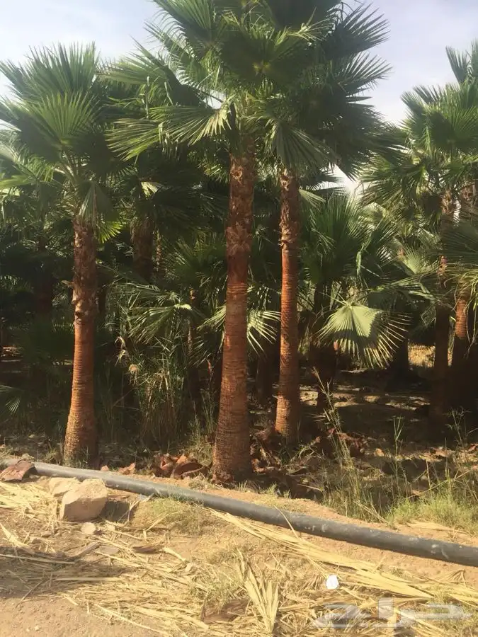 نخل واشنطني زينه 0