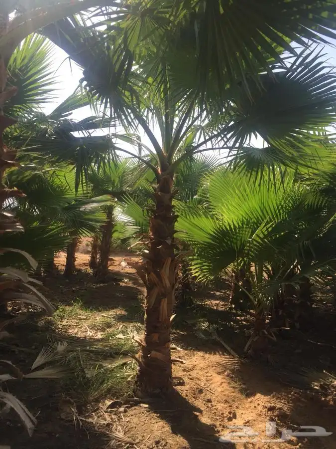 نخل واشنطني زينه 11