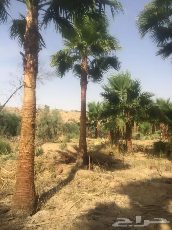 نخل واشنطني زينه 3