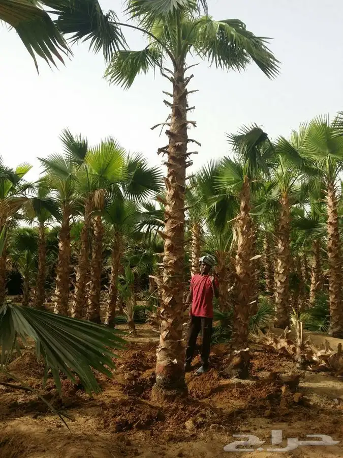 نخل واشنطني زينه 19