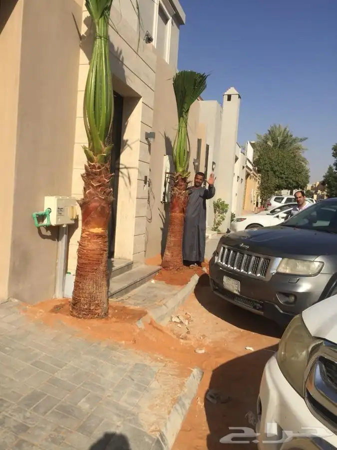 نخل واشنطني زينه 9