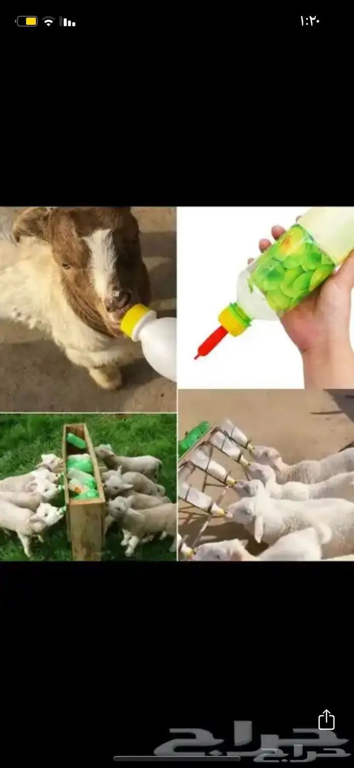 رضا عات بهم بسعر مميز 5