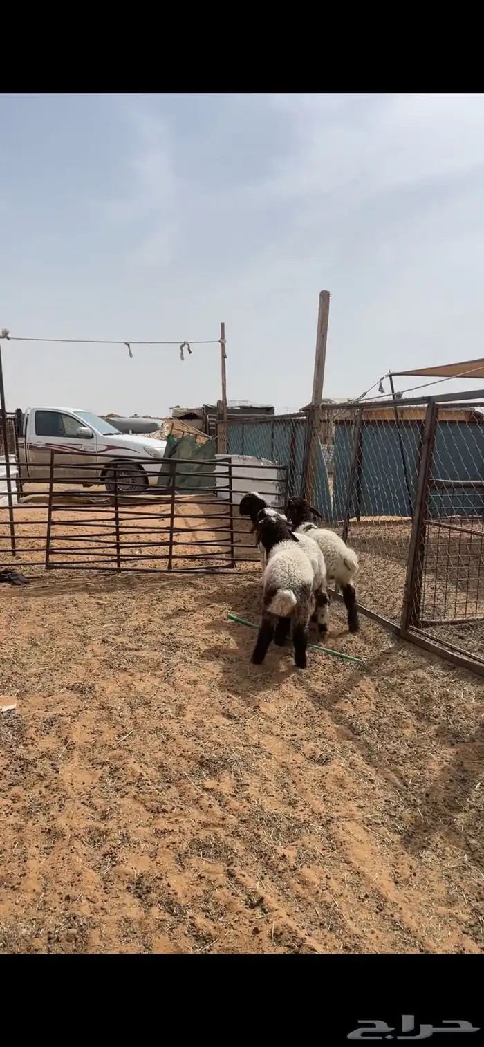 حري ونعيم تيوس سواكني شي فاخر 5