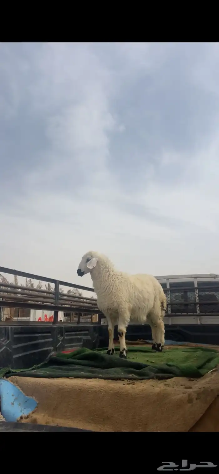 حري ونعيم تيوس سواكني شي فاخر 14