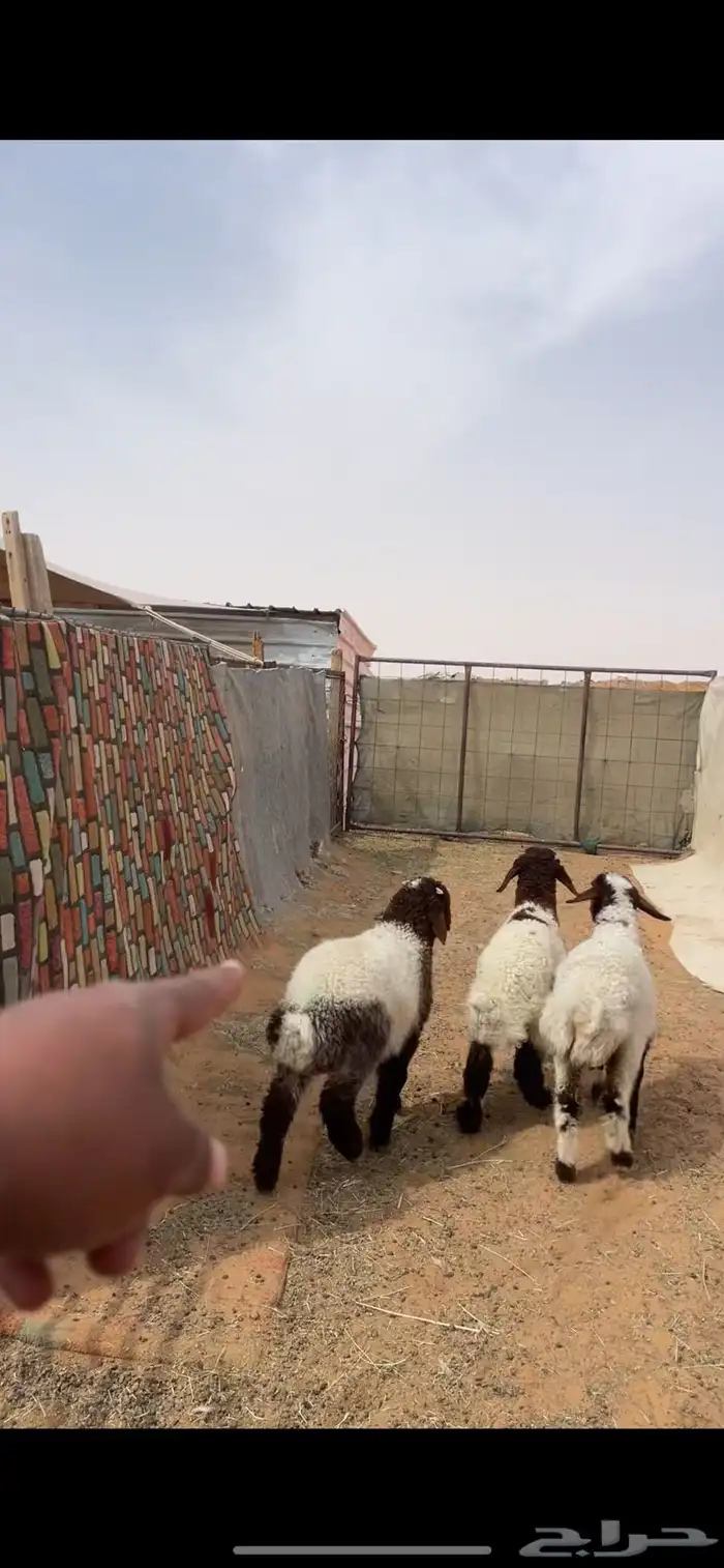 حري ونعيم تيوس سواكني شي فاخر 9