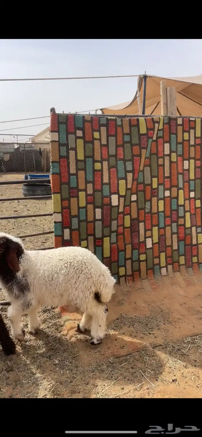 حري ونعيم تيوس سواكني شي فاخر 7