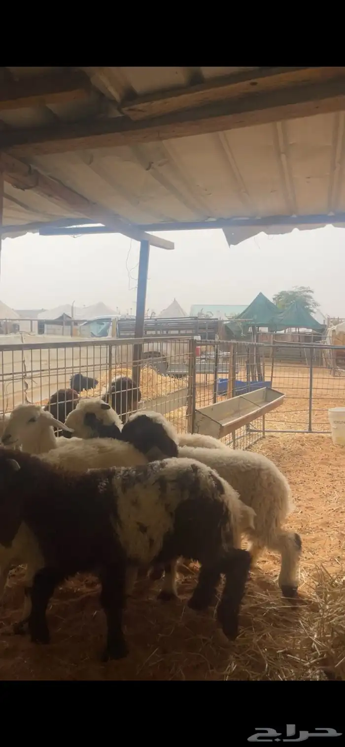 حري ونعيم تيوس سواكني شي فاخر 10