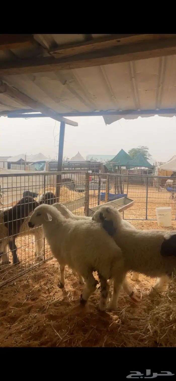 حري ونعيم تيوس سواكني شي فاخر 11