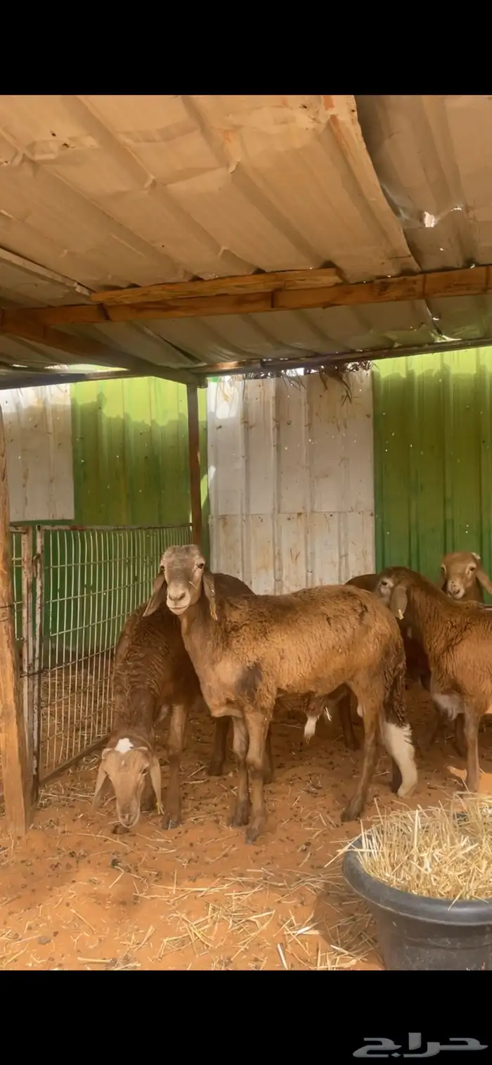 حري ونعيم تيوس سواكني شي فاخر 1