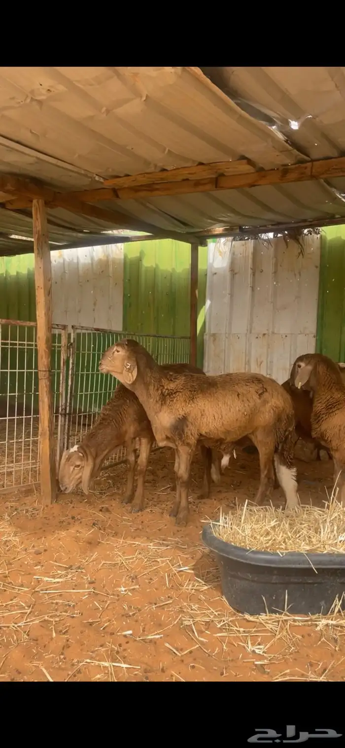 حري ونعيم تيوس سواكني شي فاخر 3