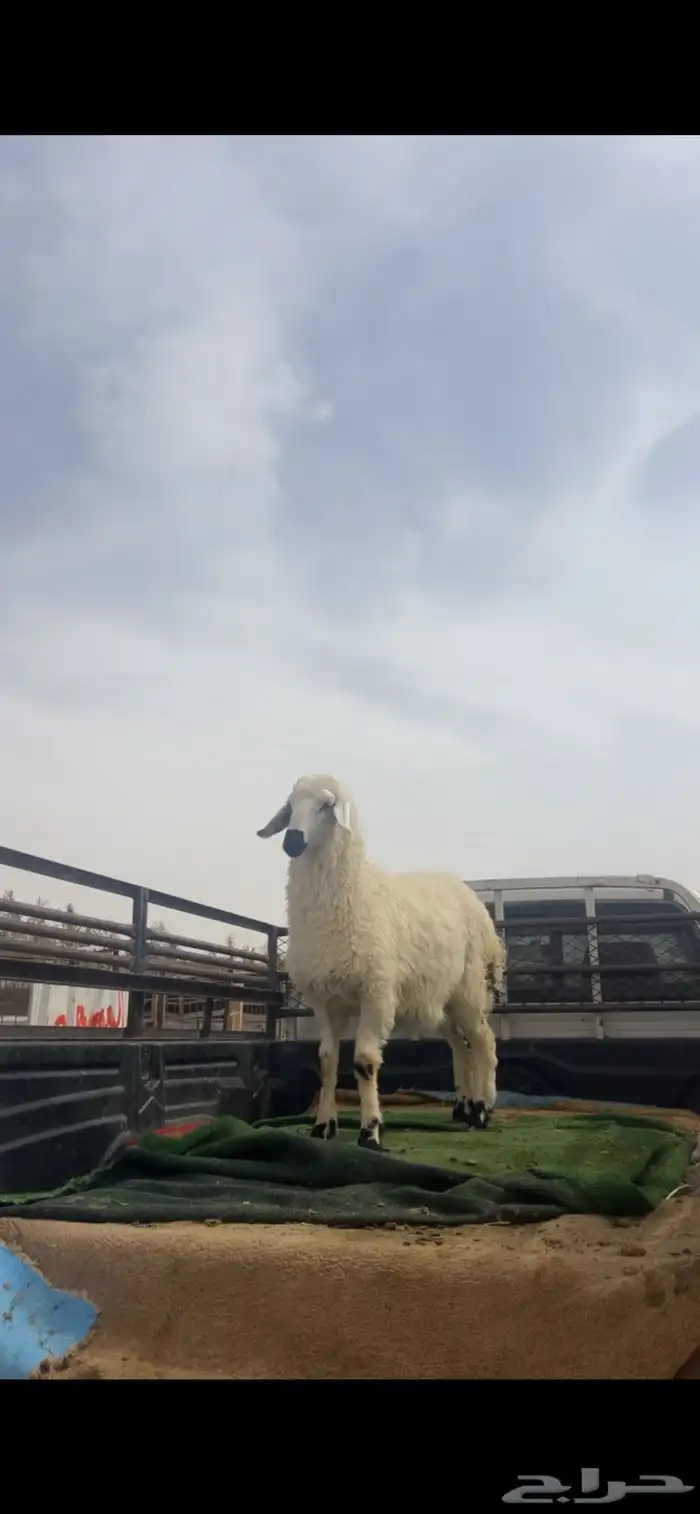 حري ونعيم تيوس سواكني شي فاخر 15