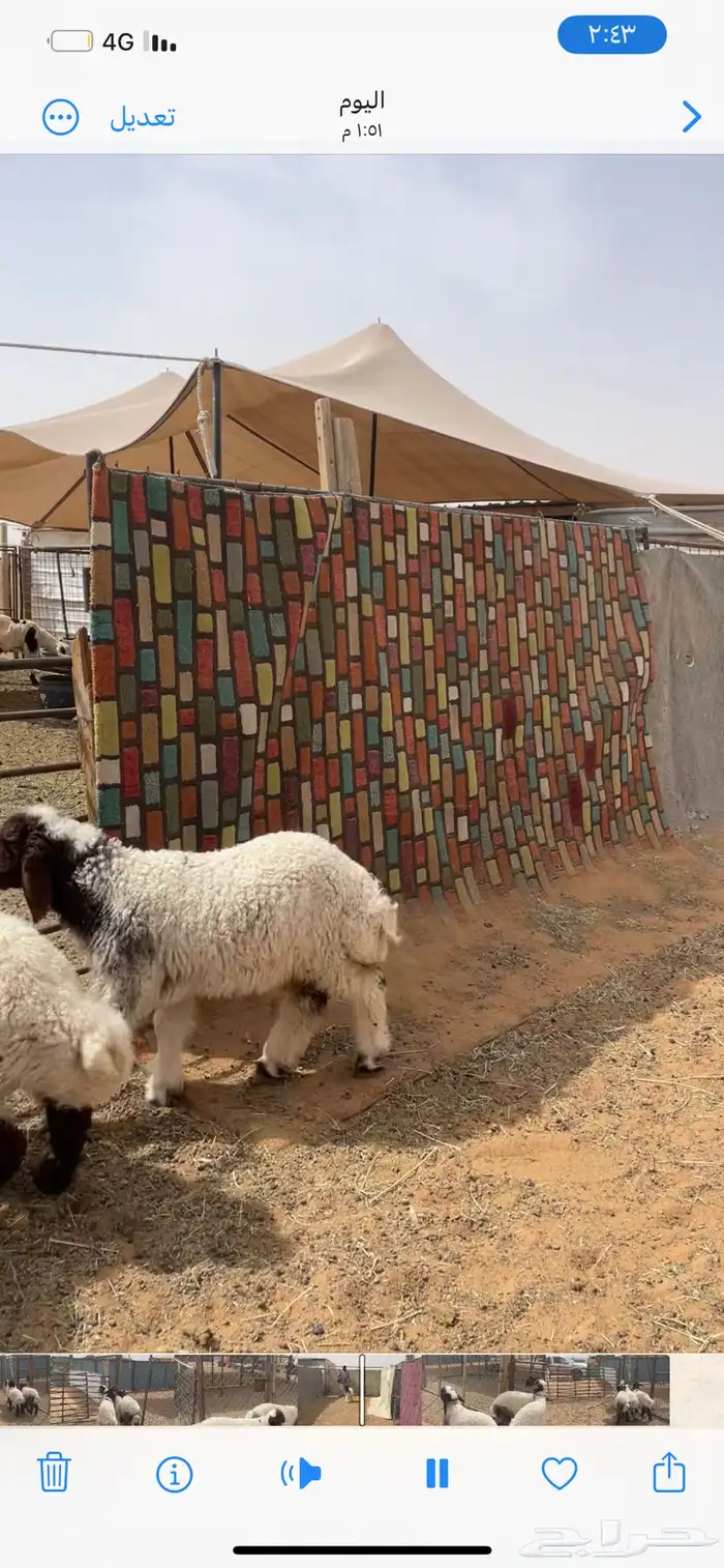 حري ونعيم تيوس سواكني شي فاخر 8