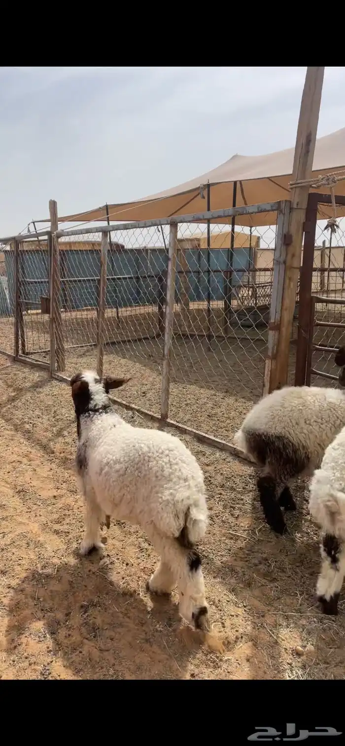 حري ونعيم تيوس سواكني شي فاخر 6