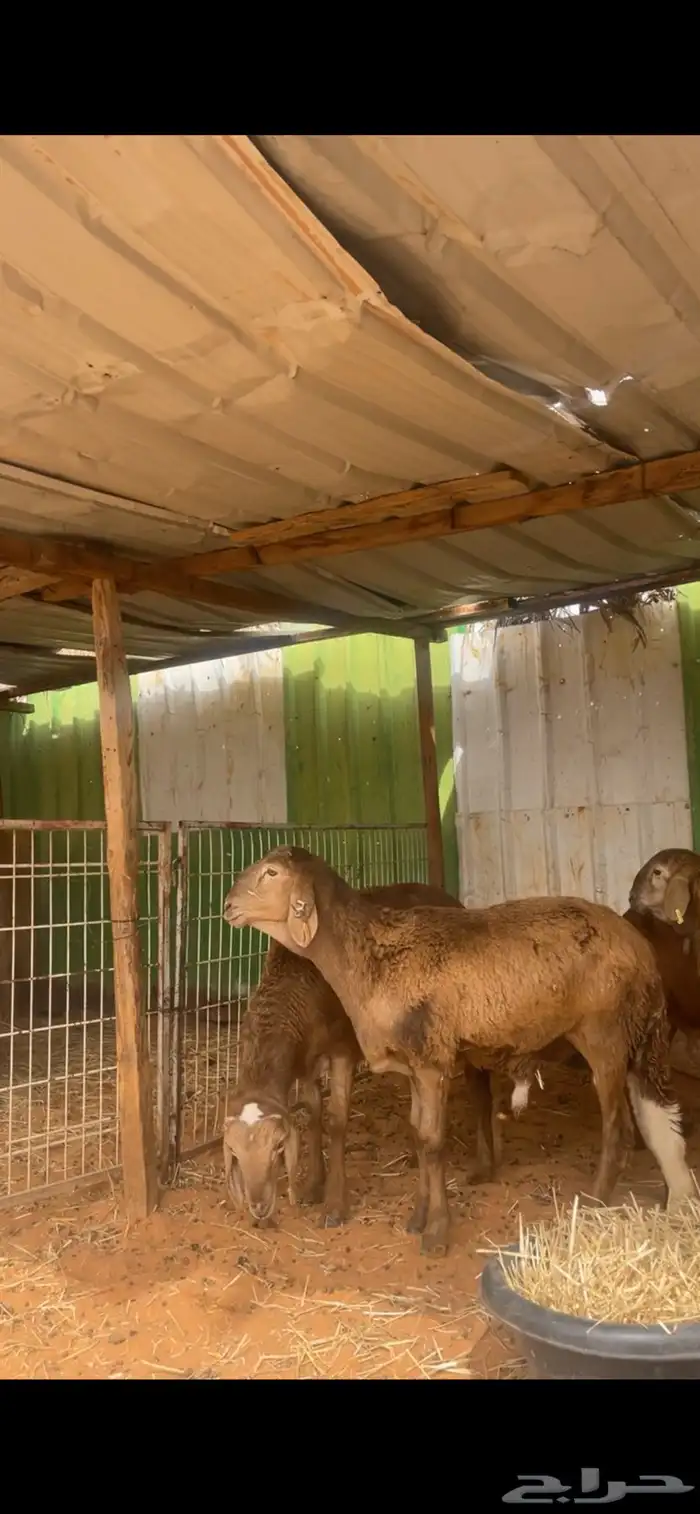 حري ونعيم تيوس سواكني شي فاخر 0