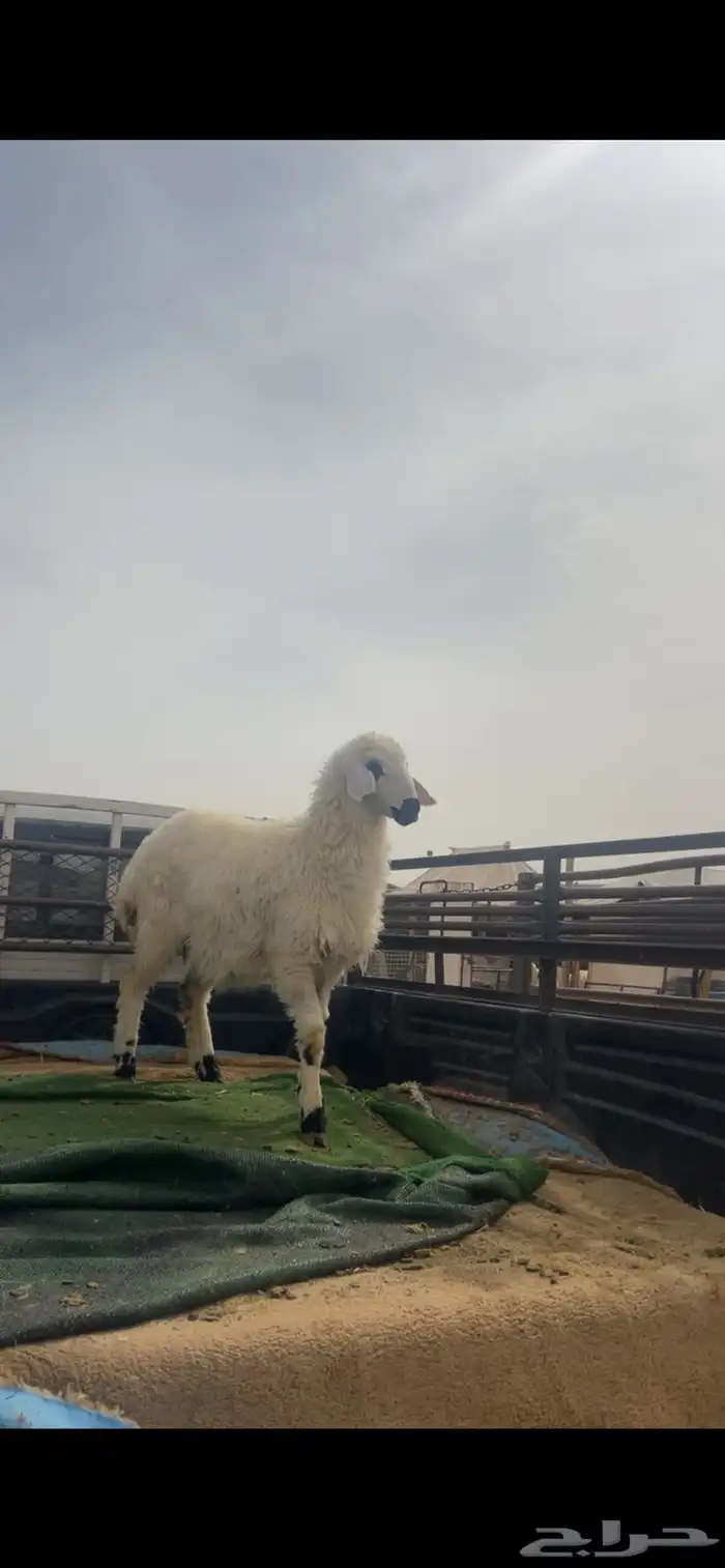 حري ونعيم تيوس سواكني شي فاخر 13