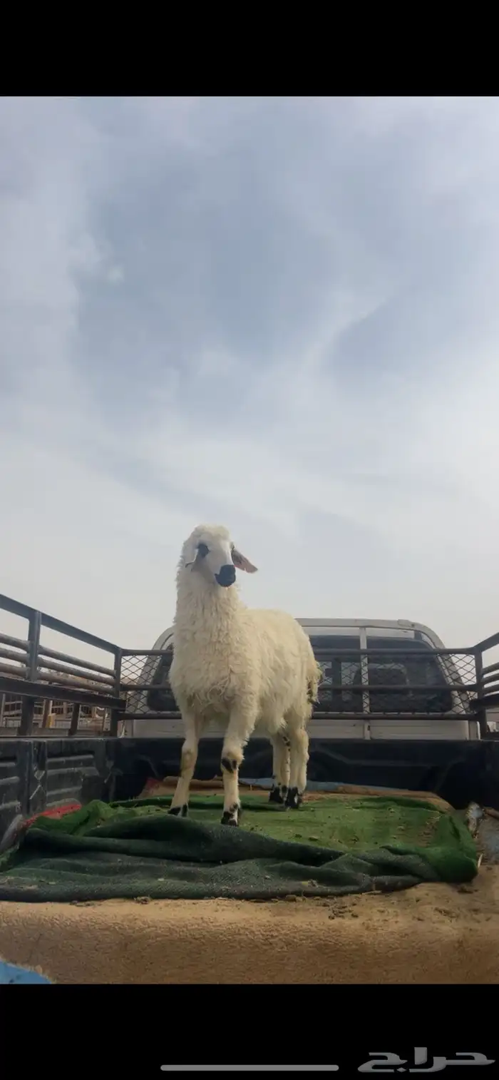 حري ونعيم تيوس سواكني شي فاخر 16