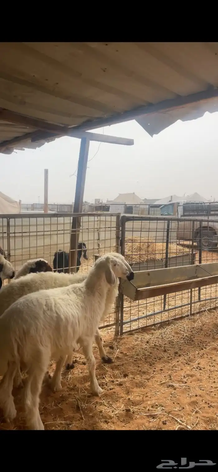 حري ونعيم تيوس سواكني شي فاخر 12