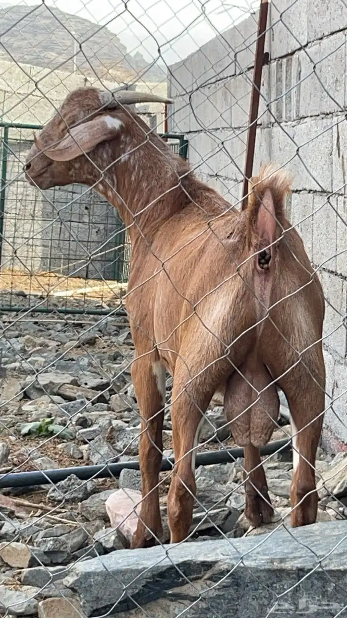 تيس فحل ادهم كلهاري(تم البيع ) 1