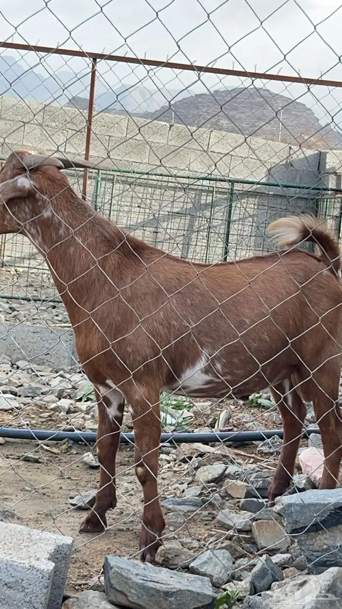 تيس فحل ادهم كلهاري(تم البيع ) 0