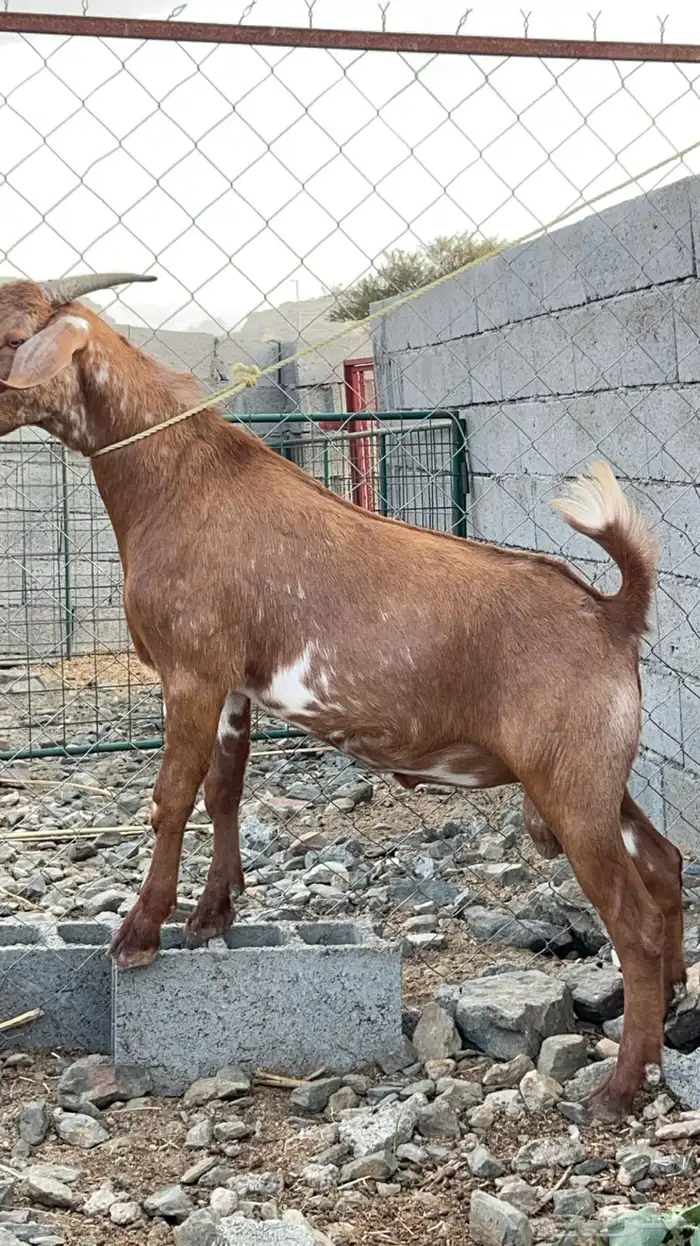 تيس فحل ادهم كلهاري(تم البيع ) 3