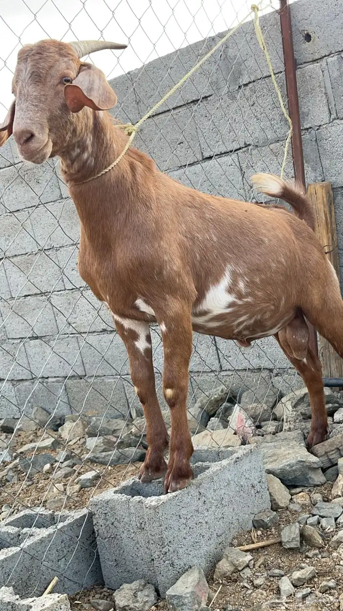 تيس فحل ادهم كلهاري(تم البيع ) 2