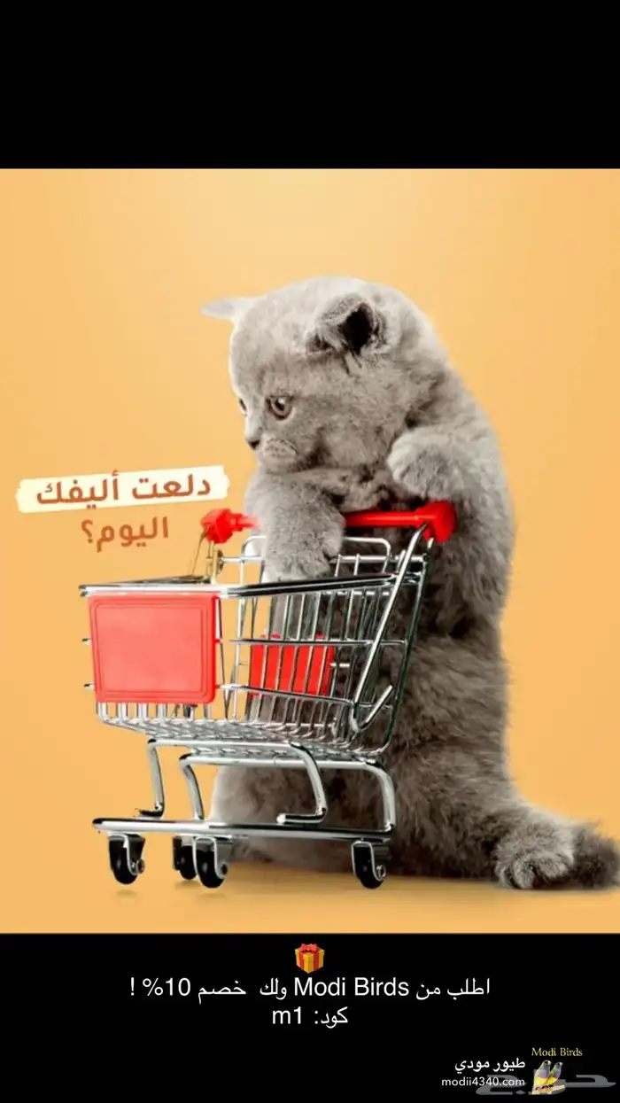 متجر Modi Birds 12