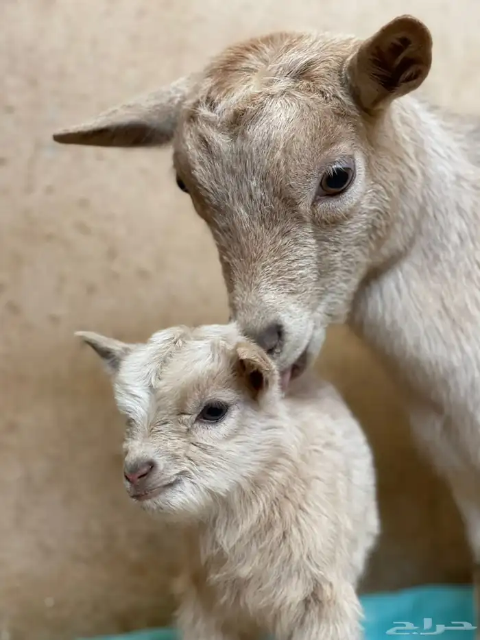 معزاء قزميه الماعز القزم ماعز قزم دفيع فواخر بدون تهيجن 28