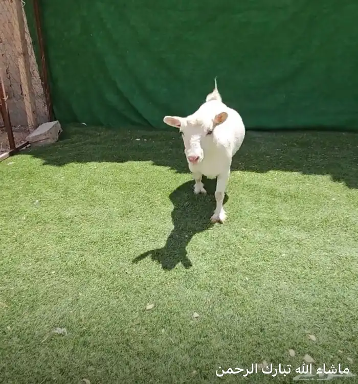 معزاء قزميه الماعز القزم ماعز قزم دفيع فواخر بدون تهيجن 14