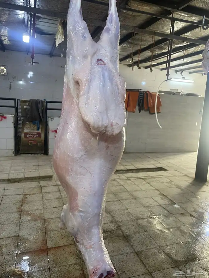 سواكن حمري تربيه ماشالله فل شحم ويتوفر طليان حريه نظيفه 13